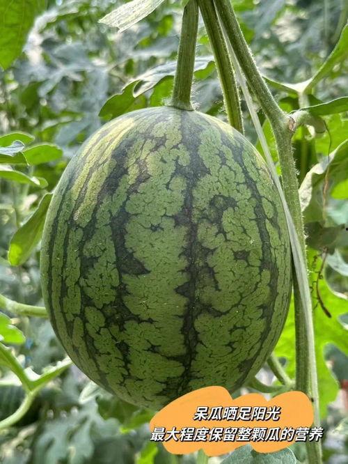 吃瓜爱马仕,时尚界的神秘宠儿  第2张