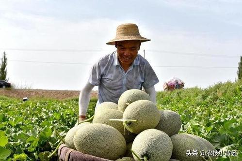 小玉瓜发苦了还可以吃吗  第3张