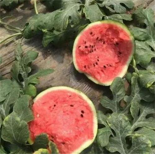 吃麒麟瓜的季节  第3张