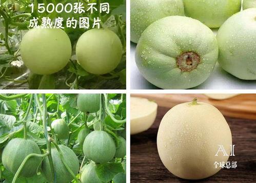 西福瓜怎么吃,探索美味与健康的完美结合  第2张