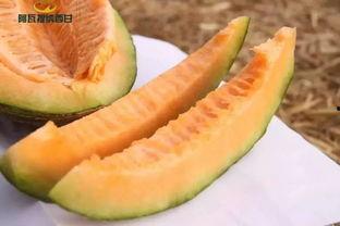 西福瓜怎么吃,探索美味与健康的完美结合  第3张
