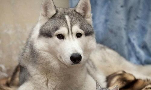 哈士奇吃瓜的方法