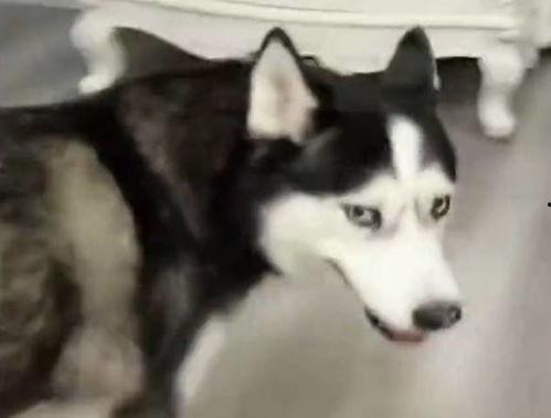 哈士奇吃瓜的方法  第2张