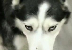 哈士奇吃瓜的方法  第3张