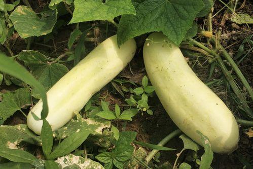 白色的水果瓜怎么吃  第3张