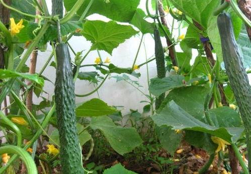 吃瓜下载无病毒,无病毒下载体验