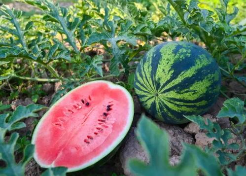 上饶师范吃瓜  第3张