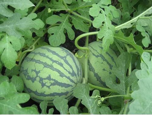 商丘吃瓜曝光事件