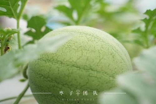 吃自己同学的瓜,揭秘同学间的那些秘密  第2张