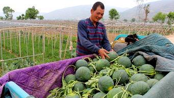 义安区吃瓜  第2张