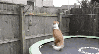 边牧吃边瓜,和谐共生的奇妙食趣