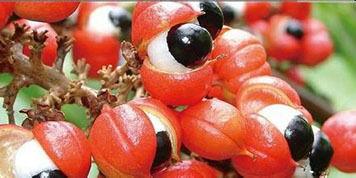 吃瓜拉纳果,热带水果中的能量宝藏  第2张