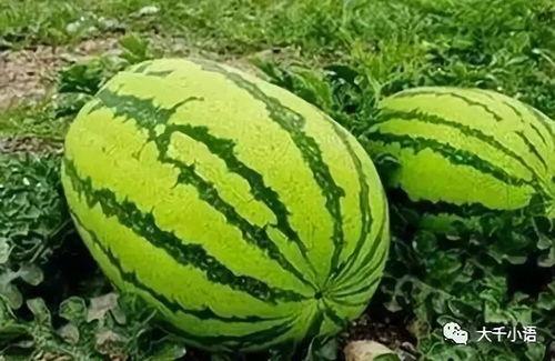 gangjeup吃瓜,网络热词背后的文化现象  第3张