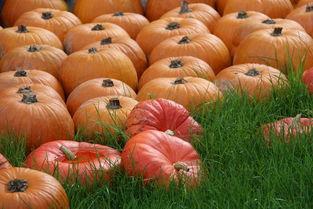 颜九吃瓜  第3张