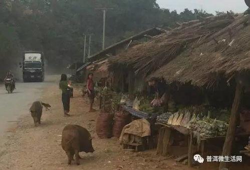 普洱吃瓜群众  第3张