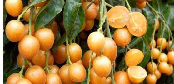 黄皮角瓜怎么吃,解锁美味新体验  第3张