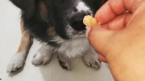 主人和狗子吃瓜,主人和狗子共享夏日吃瓜时光  第2张