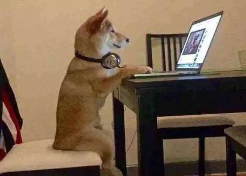 主人和狗子吃瓜,主人和狗子共享夏日吃瓜时光  第3张