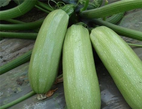 吃兹瓜的好处,健康生活新选择