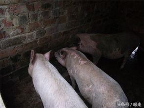 猪吃瓜的搞笑,猪吃瓜的欢乐日常  第3张