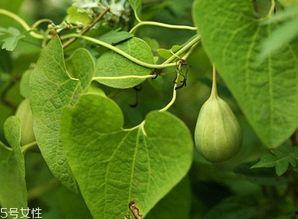 关瓜怎么吃,解锁美味新境界