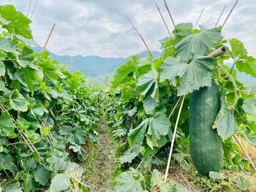 在线劲爆吃瓜,揭秘娱乐圈最新热点事件  第3张