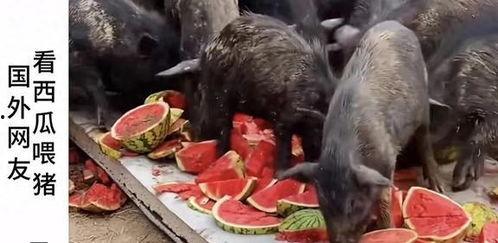 吃瓜博主吃瓜盟主,揭秘娱乐圈幕后真相  第3张