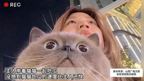 画吃瓜的猫猫