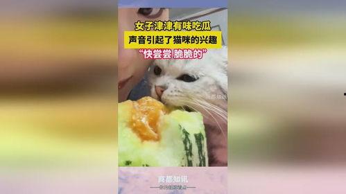 画吃瓜的猫猫  第2张