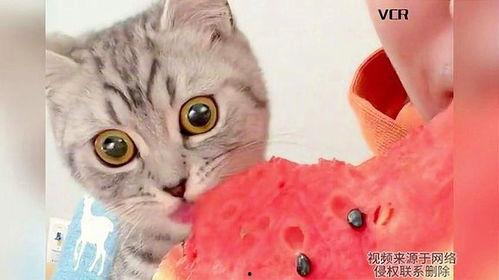 画吃瓜的猫猫  第3张