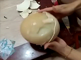 涅普吃瓜GIF,网络爆笑瞬间，带你领略欢乐时光  第2张