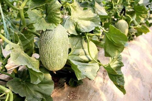 来凤最新吃瓜,揭秘最新吃瓜事件背后的真相  第3张