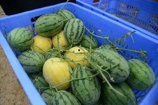 延安吃瓜群,揭秘红色革命老区的网络生活