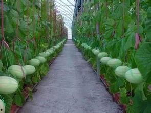 延安吃瓜群,揭秘红色革命老区的网络生活  第2张