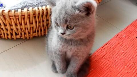 可爱的猫咪吃瓜群众,萌态十足！  第3张